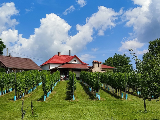 Vino Vlasics Tótszentmárton - családi borpince
